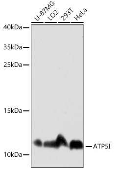 ATP5I Rabbit Polyclonal Antibody