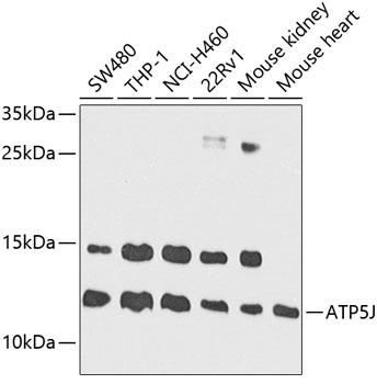 ATP5J Rabbit Polyclonal Antibody