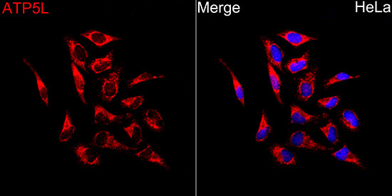 ATP5L Rabbit Polyclonal Antibody - Image 2