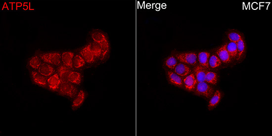 ATP5L Rabbit Polyclonal Antibody - Image 3