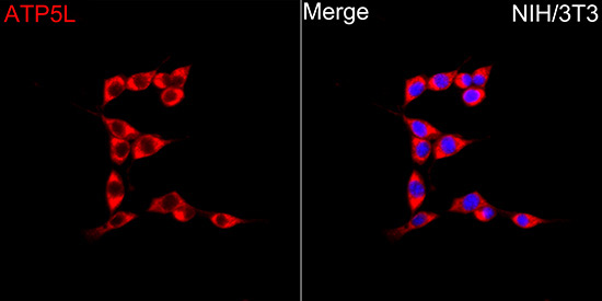 ATP5L Rabbit Polyclonal Antibody - Image 4