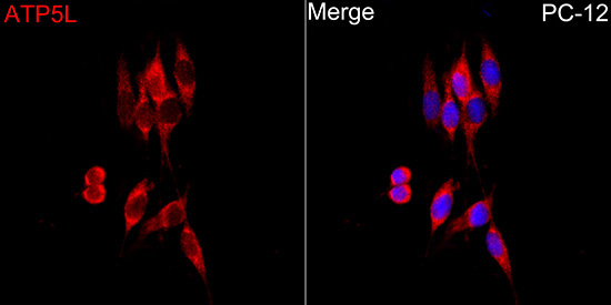 ATP5L Rabbit Polyclonal Antibody - Image 5