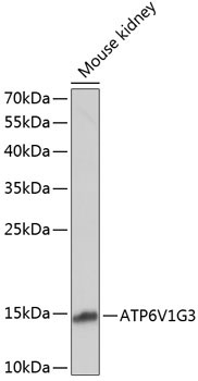 ATP6V1G3 Rabbit Polyclonal Antibody