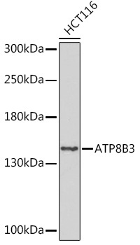 ATP8B3 Rabbit Polyclonal Antibody