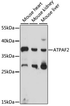 ATPAF2 Rabbit Polyclonal Antibody