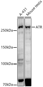 ATR Rabbit Monoclonal Antibody