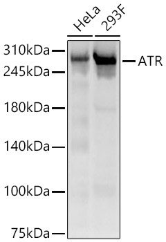 ATR Rabbit Polyclonal Antibody