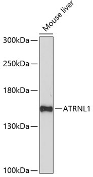 ATRNL1 Rabbit Polyclonal Antibody