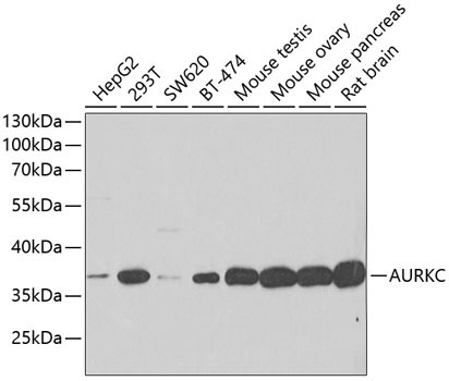 AURKC Rabbit Polyclonal Antibody