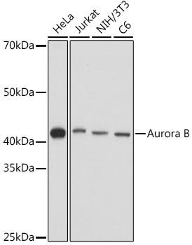 Aurora B Rabbit Polyclonal Antibody