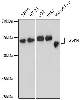 AVEN Rabbit Polyclonal Antibody