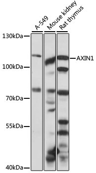 AXIN1 Rabbit Polyclonal Antibody