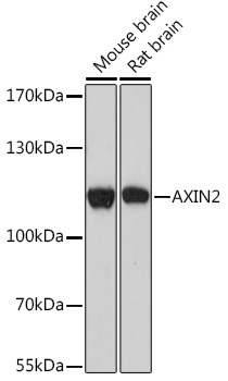 AXIN2 Rabbit Polyclonal Antibody