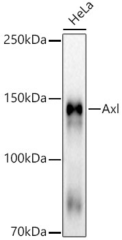 Axl Rabbit Monoclonal Antibody