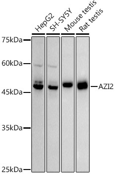 AZI2 Rabbit Monoclonal Antibody