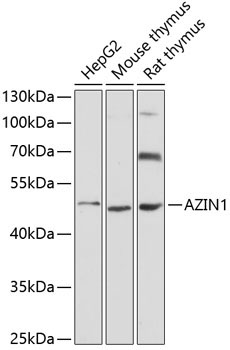 AZIN1 Rabbit Polyclonal Antibody
