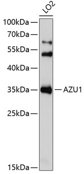 AZU1 Rabbit Polyclonal Antibody