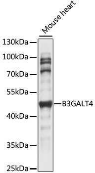 B3GALT4 Rabbit Polyclonal Antibody