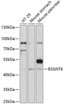 B3GNT6 Rabbit Polyclonal Antibody