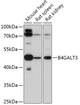 B4GALT3 Rabbit Polyclonal Antibody