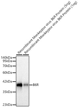 B6R Rabbit Monoclonal Antibody