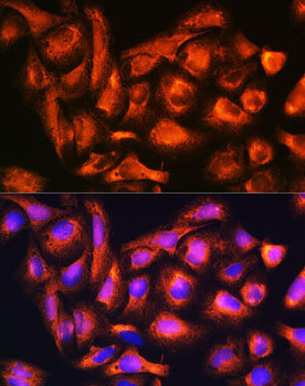 B9D1 Rabbit Polyclonal Antibody - Image 6