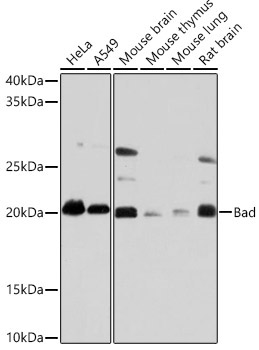 Bad Rabbit Monoclonal Antibody