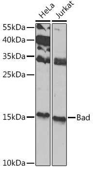 Bad Rabbit Polyclonal Antibody
