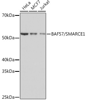 BAF57/SMARCE1 Rabbit Monoclonal Antibody