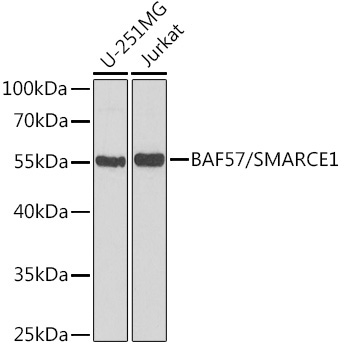 BAF57/SMARCE1 Rabbit Polyclonal Antibody