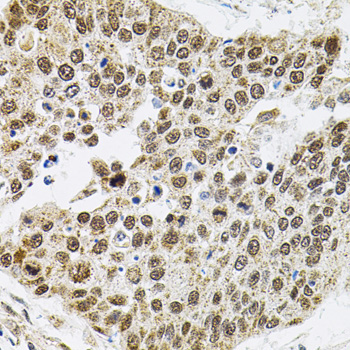 BAF60a Rabbit Polyclonal Antibody - Image 3