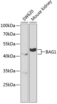 BAG1 Rabbit Polyclonal Antibody