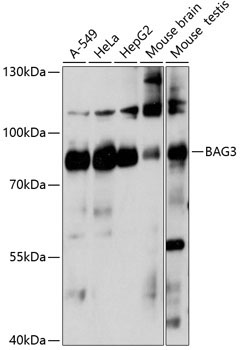 BAG3 Rabbit Polyclonal Antibody