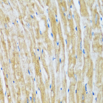 BAG3 Rabbit Polyclonal Antibody - Image 4