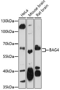 BAG4 Rabbit Polyclonal Antibody