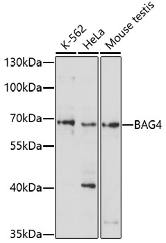 BAG4 Rabbit Polyclonal Antibody
