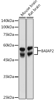 BAIAP2 Rabbit Polyclonal Antibody