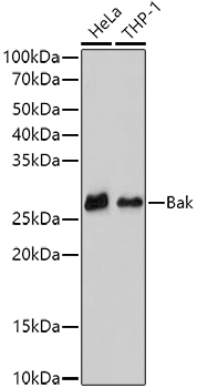 Bak Rabbit Monoclonal Antibody