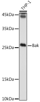 Bak Rabbit Polyclonal Antibody