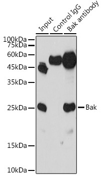 Bak Rabbit Polyclonal Antibody - Image 4