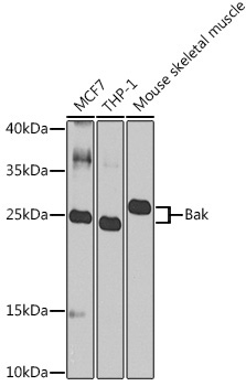 Bak Rabbit Polyclonal Antibody