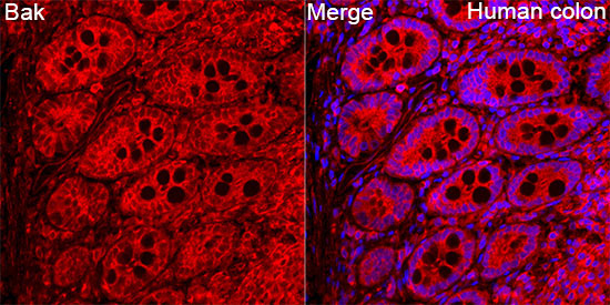 Bak Rabbit Polyclonal Antibody