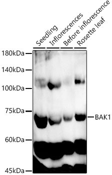 BAK1 Rabbit Polyclonal Antibody