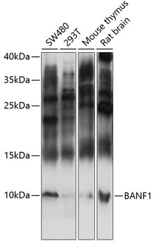 BANF1 Rabbit Polyclonal Antibody