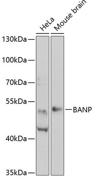 BANP Rabbit Polyclonal Antibody