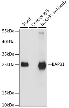 BAP31 Rabbit Polyclonal Antibody - Image 3