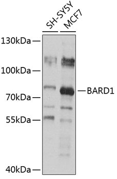 BARD1 Rabbit Polyclonal Antibody