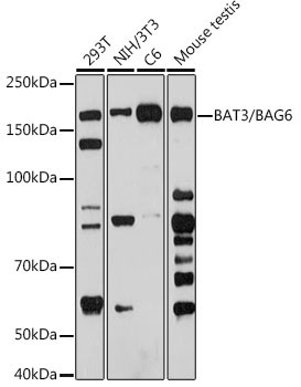 BAT3/BAG6 Rabbit Monoclonal Antibody