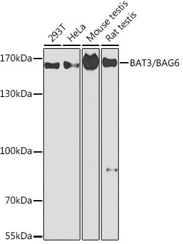 BAT3/BAG6 Rabbit Polyclonal Antibody