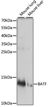 BATF Rabbit Polyclonal Antibody
